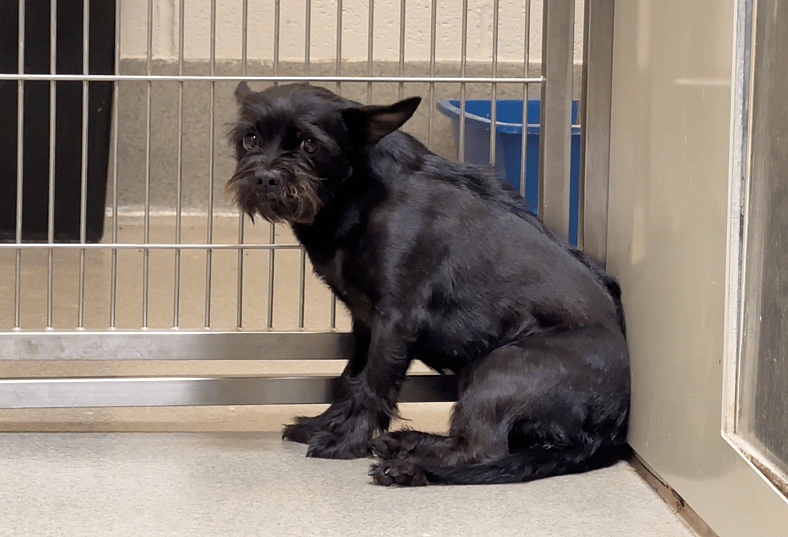 Ryder - Sitting with dogs 98